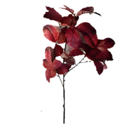 Berkenblad rood bruin 120 cm Buitengewoon de Boet - Buitengewoon de boet - thumbnail