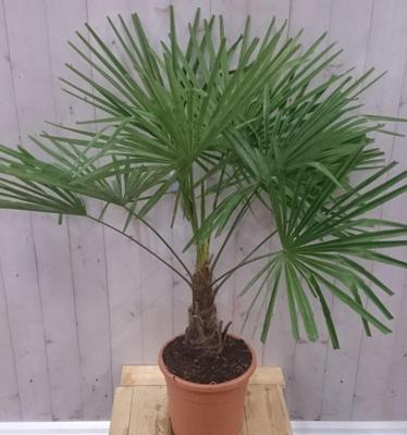 Winterharde Palmboom stamhoogte 20 cm en hoogte 130 cm Trachycarpus Warentuin Natuurlijk - Warentuin natuurlijk