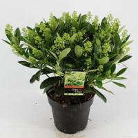 Skimmia (Skimmia Japonica “Finchy”®) heester - 40-50 cm (C7) - 7 stuks - thumbnail