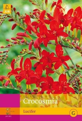 Crocosmia lucifer 25 bollen Crocosmia lucifer 25 bollen