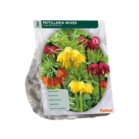 Kievitsbloem - thumbnail