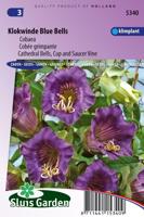 Cobaea Scandens zaden Blue Bells Klokwinde - thumbnail