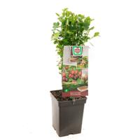 Rode kruisbes (ribes uva crispa "Hinnonmäki Röd") fruitplanten - In 5 liter pot - 1 stuks - thumbnail