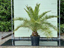 Palmboom - Phoenix Canariensis