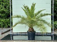 Palmboom - Phoenix Canariensis - thumbnail