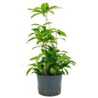 Dracaena surculosa L hydrocultuur plant - thumbnail