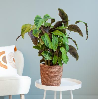 Calathea Yellow Fusion - P14