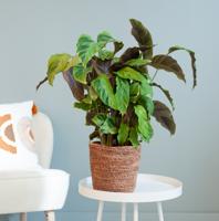 Calathea Yellow Fusion - P14 - thumbnail