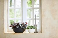 Elho brussels bloempot ovaal 36 cm antraciet - thumbnail