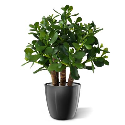 Crassula kunst vetplant 40cm