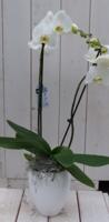 Vlinderorchidee wit in hoge witte pot 60 cm Warentuin Natuurlijk - Warentuin natuurlijk - thumbnail