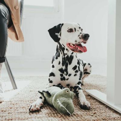 HUNTER Tough Toys Hondenspeelgoed, knuffelen, spelen, 25 cm, alligator