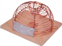 Luna Muizenval Korf - thumbnail