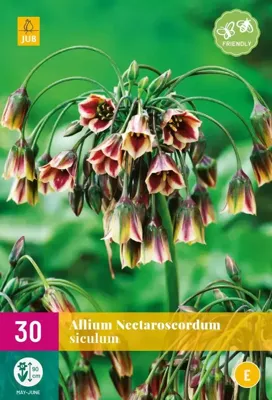 Allium nectaroscordum siculum 30 bollen