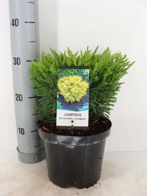 Juniperus hor. Limeglow Jeneverbes Warentuin Natuurlijk - Warentuin natuurlijk
