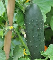 Komkommer zaden Marketmore BIO - thumbnail