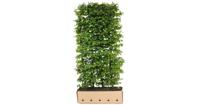 Kant & klaar haag Carpinus betulus 120 x 100 cm breed Haagbeuk Quickhedge - Quickhedge - thumbnail