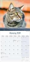 Katten Kalender 2026 - thumbnail