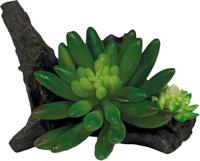 Plant succulent on deco Repto - Repto - thumbnail