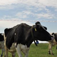 Gallagher Duopack Vidoflex 9 TurboLine Plus wit 2x200m - 069316 069316 - thumbnail