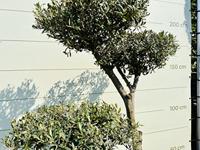 Olijfboom Pon Pon - Olea Europaea - thumbnail