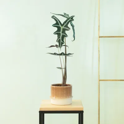 Alocasia Nobilis - P11