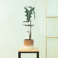 Alocasia Nobilis - P11 - thumbnail