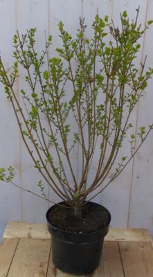 Mini Sering Syringa meyeri roze-paars bloemen Warentuin Natuurlijk - Warentuin natuurlijk