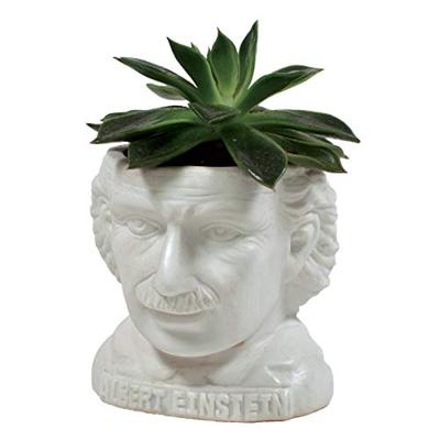 UPG Planter - Albert Einstein
UPG Planter - Albert Einstein