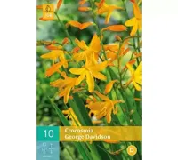 Crocosmia George Davison Bloembol JUB 10 bollen - Jub - thumbnail