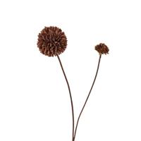 Roberts Collection Kunstbloem pompom 66cm dark coffee - thumbnail