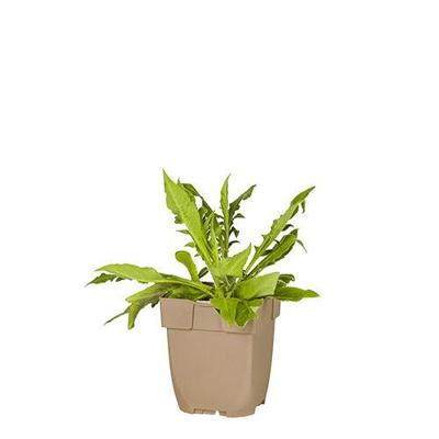 Beemdkroon vaste plant Griffioen - Griffioen