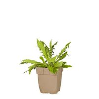 Beemdkroon vaste plant Griffioen - Griffioen - thumbnail