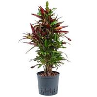 Croton mamey M hydrocultuur plant - thumbnail