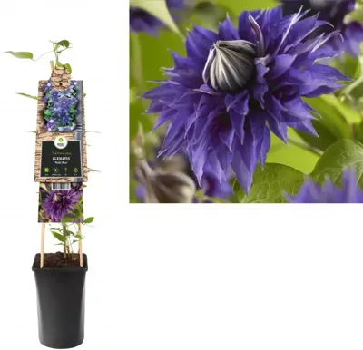 Blauwe bosrank (Clematis "Multi Blue") klimplant 70 cm