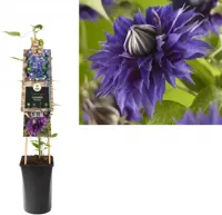 Blauwe bosrank (Clematis "Multi Blue") klimplant 70 cm - thumbnail