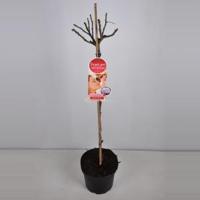 Grootbloemige roos op stam Parfum de Nature (rosa "Blue Girl"®) - Op stam 90 cm - 1 stuks - thumbnail