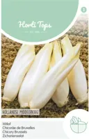 Zaden Brussels Witlof Hollandse Middelvroeg Hortitops - Hortitops - thumbnail