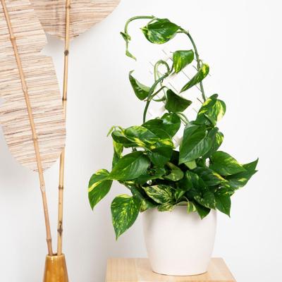 Epipremnum Pinnatum Aureum- Scindapsus - P15