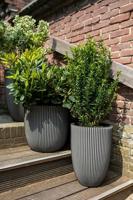 Capi nature groove nl elegant laag bloempot 34x46 cm zwart, goud - thumbnail