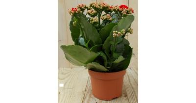 2 stuks! Kalanchoe rood Warentuin Natuurlijk - Warentuin natuurlijk