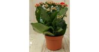 2 stuks! Kalanchoe rood Warentuin Natuurlijk - Warentuin natuurlijk - thumbnail
