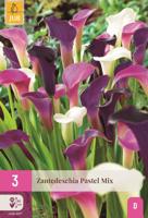 Calla Zantedeschia pastel mix - thumbnail