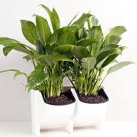 PP planter bloem pot muur opknoping tuin opknoping stapelbare tuin benodigdheden (wit) - thumbnail