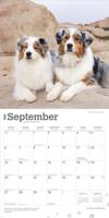 Australian Shepherd Kalender 2026 - thumbnail