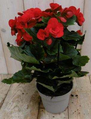 Begonia dubbelbloemig rood kamerplant Warentuin Natuurlijk - Warentuin natuurlijk