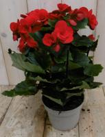 Begonia dubbelbloemig rood kamerplant Warentuin Natuurlijk - Warentuin natuurlijk - thumbnail