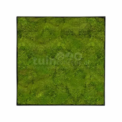 Mosschilderij Platmos 60x60cm