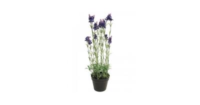 Lavender plant w/pot purple 65cm