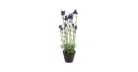 Lavender plant w/pot purple 65cm - thumbnail